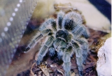 cherlotte